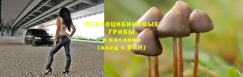 даркнет сайт  Балашов  Псилоцибиновые грибы Cubensis 